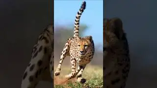 Cheetah's Unique Speed 😨🔥 The Fastest Animal in the World #animalfacts #cheetah #facts #shorts