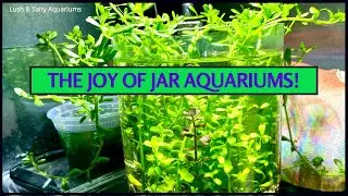 Lotta Green in Tip Jar - The Joy of Jar Aquariums!