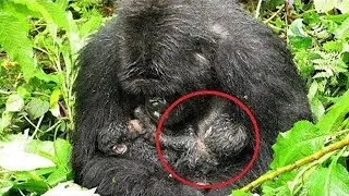 People were speechless when they saw what the gorilla carried out of the forest