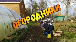 Грибы в октябре. Волк в деревне. Деревенские дела.