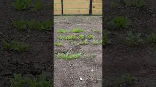garden tour | Part 1 | pretty sad so far
