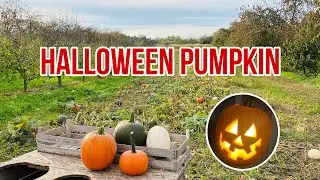 Halloween Pumpkin Picking 🎃🎃🎃 | Halloween 2024 | Filipinos in Germany