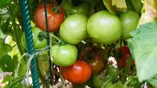 Growing Tomatoes In Containers - Best Tips & Advice!