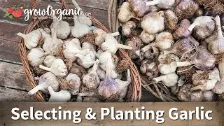 How to Choose the Right Garlic for Your Growing Zone