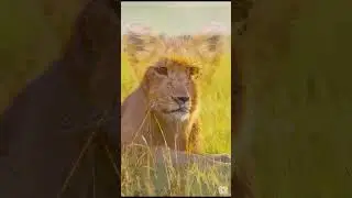 African Lions: The Kings of the Savannah #wildlife #8kscenicrelaxation #relaxingmusic