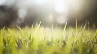 Green Grass Background (Loopable). | Free Stock Video Footage HD 4K