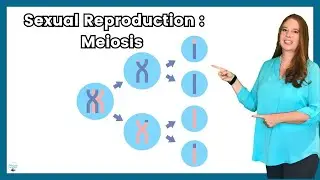 Sexual Reproduction through meiosis in Under 2 Minutes: What You Need to Know plus pros and cons