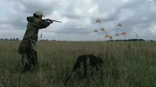 КЛАССИЧЕСКАЯ ОХОТА НА КУРОПАТКУ С ЛЕГАВОЙ