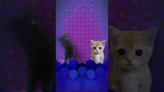 Ringside but its made with cats #shorts