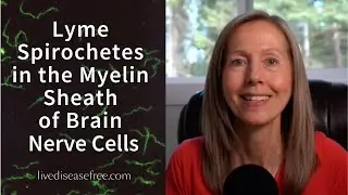 Lyme Spirochetes in Myelin Sheath of Brain Nerve Cells  |  Pam Bartha