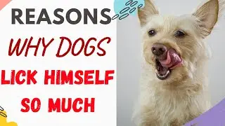 Why Does My Dog Lick Himself So Much (Explained)