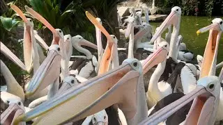 WOW amazing pelicans #animals_rise #pelicans #zoo