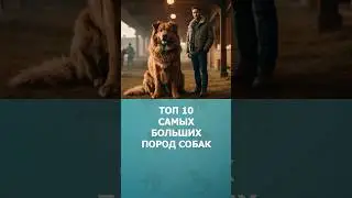 Топ 10 самых больших пород собак #шортс #породысобак #собаки #топ10 #shorts #комарик #малышам