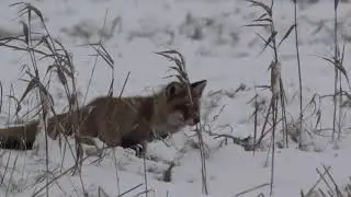 как лиса находит пропитание зимой