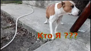 Собака творит полную дичь, я в шоке от моего Амстаффа, как так можно? Ужасное поведении собаки.