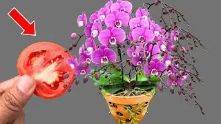 With just 1 slice of tomato, orchids will compete to bloom on the same branch!