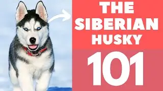 Siberian Husky 101 : Breed and Personality