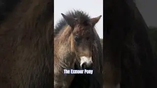 The Exmoor Pony! 🐎 #shorts #horse