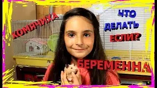 ЧТО делать ЕСЛИ Хомячиха БЕРЕМЕННА? / Уход за животными / Хомки / what if the hamster is pregnant