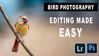 Learn How to Edit Bird Photos with Lightroom: Unbelievable Transformations!