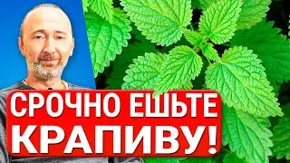 Лечебные свойства, Заготовка и Рецепты из Крапивы для крови, кожи, волос, суставов, нервов, ЖКТ и...