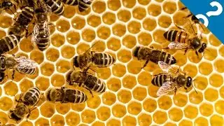 5 of the Weirdest Things About Bees | What the Stuff?!