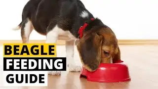 Complete Beagle Feeding Guide (Puppies to adult beagles) | What To Feed | How Much to Feed