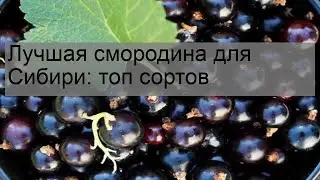 Лучшая смородина для Сибири: топ сортов