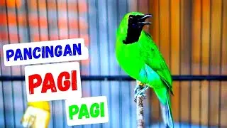 Pancingan Cucak Ijo Gacor Ini Efektif dan Cepat Buat Menaikan Emosi Ijo Mana Saja Agar Tarung