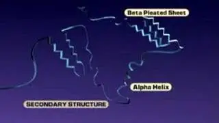 Protein Structure