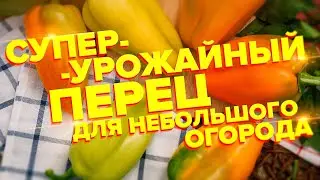 ВЕДРО С КУСТА. ЗОЛОТАЯ ПИРАМИДА - КОМПАКТНЫЙ и СУПЕРУРОЖАЙНЫЙ ПЕРЕЦ ДЛЯ МИНИОГОРОДА