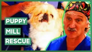 Dr Jeff Helps Care For 28 Rescue Dogs From Horrible Puppy Mill | Dr. Jeff: Rocky Mountain Vet