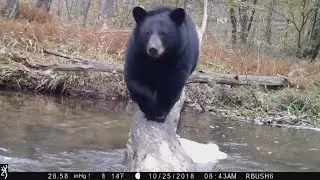 Maine black bears are celebrating Fat Bear Week too