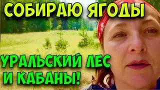 КАБАНЫ В ЛЕСУ! СОБИРАЮ ЛЕСНЫЕ ЯГОДЫ НА УРАЛЕ. ЛЕТОМ В ЛЕСУ.