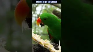 Instant FACT Dose: Parrots can't Taste Sweetness 🦜😲 #parrot #shorts