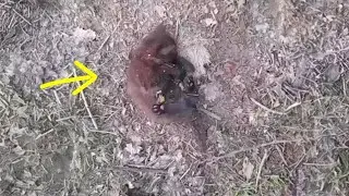 The kitten could only hold his head and cry, the heartbreaking truth behind
