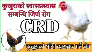 CRD In Poultry ।CRD symptoms and treatment | कुखुराको रोग सी.आर.डी.काे उपचार | AgroDev Nepal