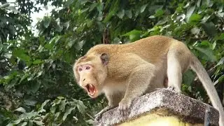 Cần di dời hết khỉ dữ trong Nội ô Tòa Thánh về rừng