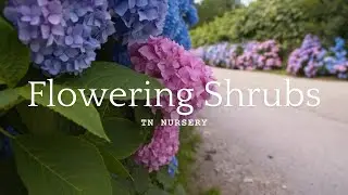 Flowering Shrubs Package - TN Nursery