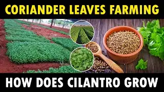 Coriander Farming | How does Cilantro grow | How to grow Coriander at Home