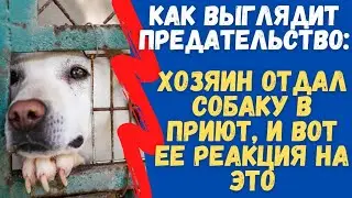 Хозяин Отдал Собаку в Приют, и вот что с ней стало. Как Выглядит предательство