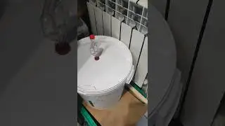 Домашние животные