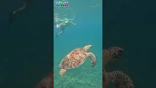 Kids SWIM with SEA TURTLES!! Family Vacation in Puerto Rico