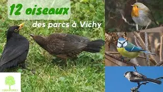 Connaissez-vous ces 12 OISEAUX (passereaux et pics) ?