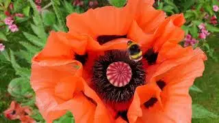 Footage. The bumblebee flew out of the poppy. A bumblebee collects pollen. 