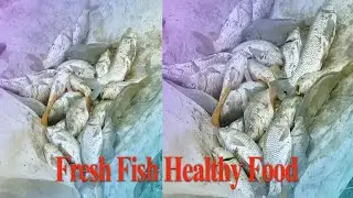 Jungle-to-Plate Delight || Catching Fresh Fish from the Pond for Healthy Dining