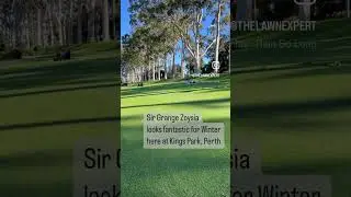 Sir Grange Zoysia looks fantastic for winter here in Perth, Oz [Lawn Care Sydney] [Lawn Expert]