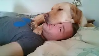 When you're my best pillow 🤣 Funny Dog Videos