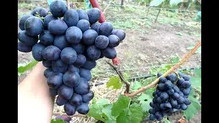 Виноград - Посланник.