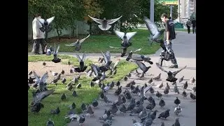 Edward Bil (Эдвард Бил). Охота на голубей.